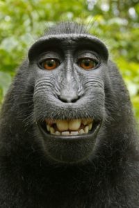 Является ли обезьяна, сделавшая селфи владельцем авторских прав на эту фотографию? 